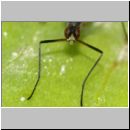 Micropeza corrigiolata - Stelzfliege 03b 5mm.jpg